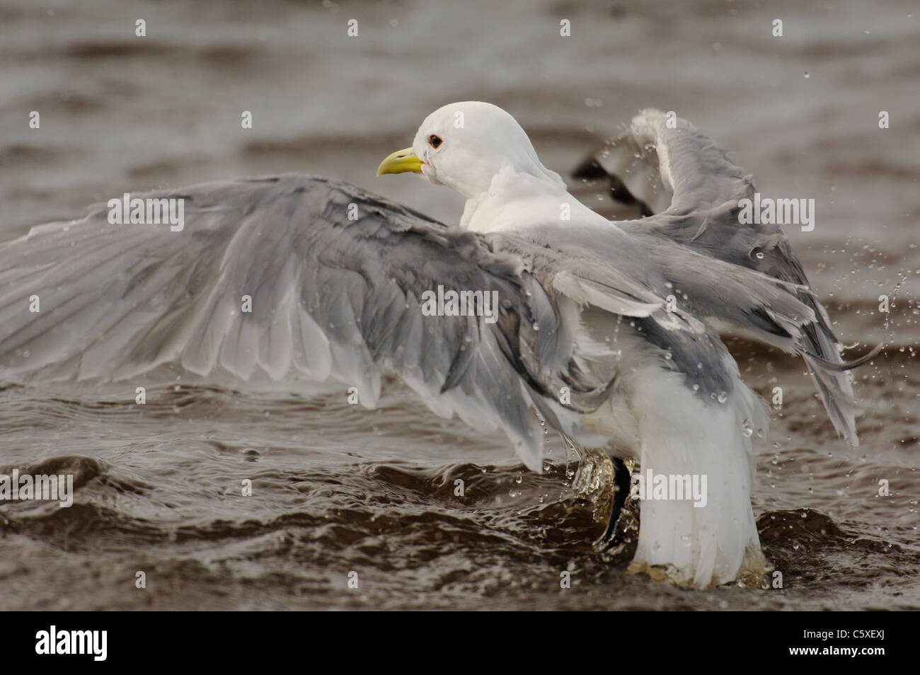 KITTIWAKE Rissa Tridactyla Erwachsener zieht nach dem Baden in einem Süßwasserpool Skomer Island, Wales, UK Stockfoto