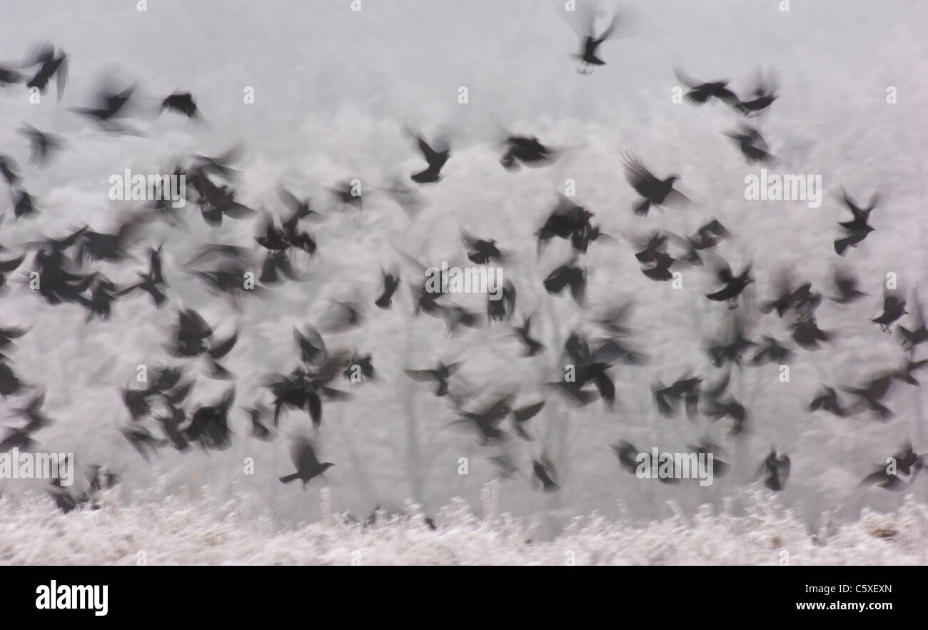 DOHLE Corvus Monedula A Winter Herde ergreift die Flucht aus einem Frost bedeckt Feld Ernte Stoppeln Derbyshire, UK Stockfoto