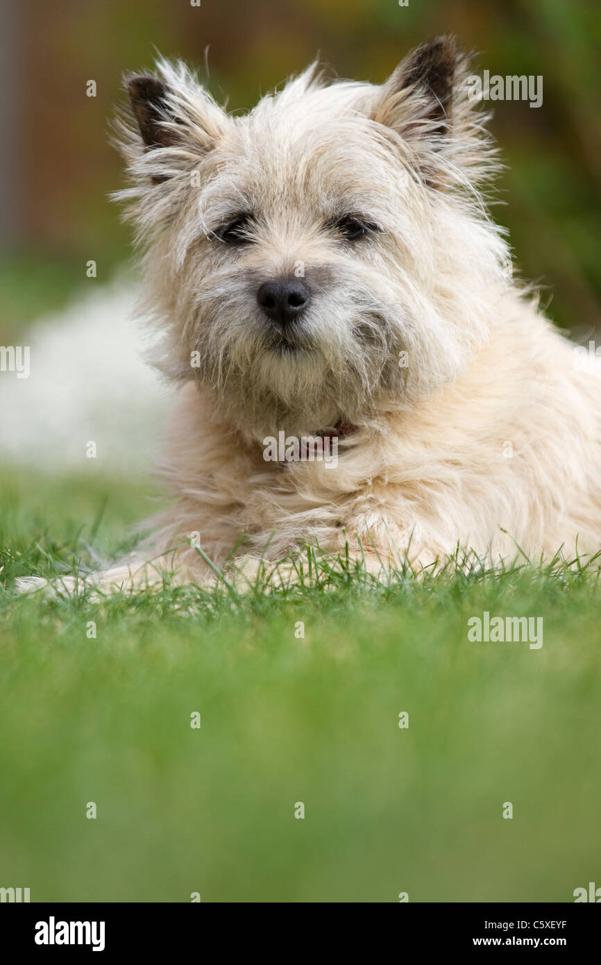 Ein Carin Terrier legt sich auf dem Rasen Stockfoto