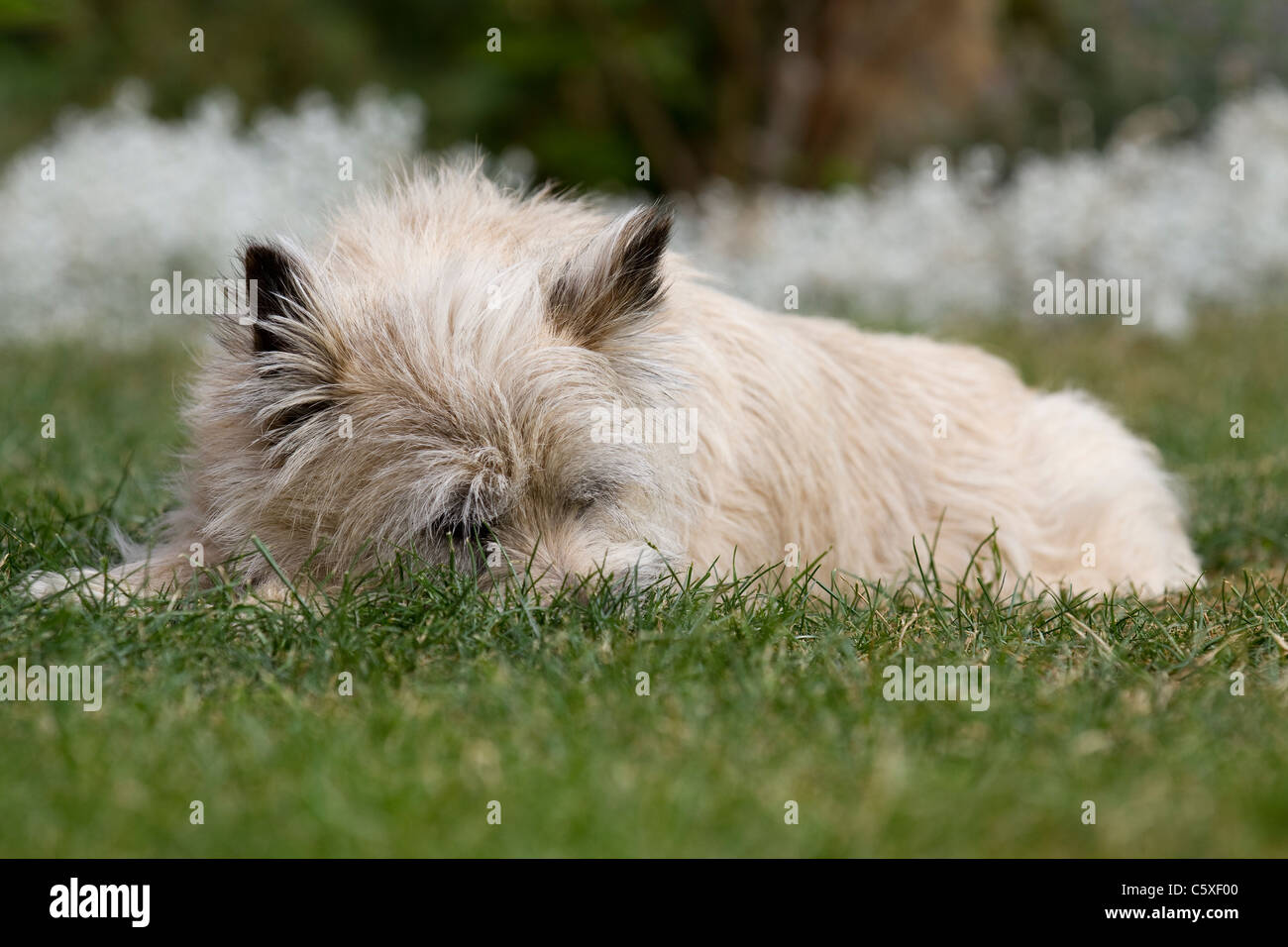 Ein Carin Terrier legt sich auf dem Rasen Stockfoto