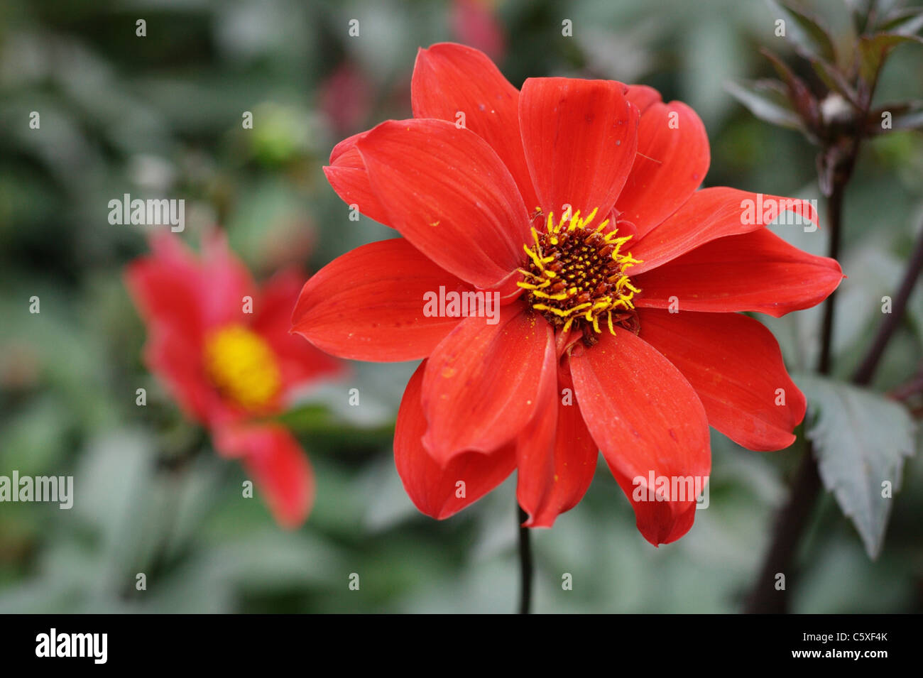 Zinnie Marylandica Blume Stockfoto