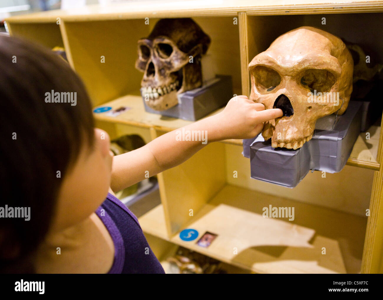 Ein kleiner Junge greift nach einer alten menschlichen Schädel Knochenmodell inspizieren Stockfoto