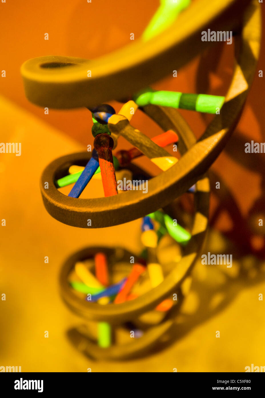 Holz-Modell der DNA-Doppelhelix Stockfoto