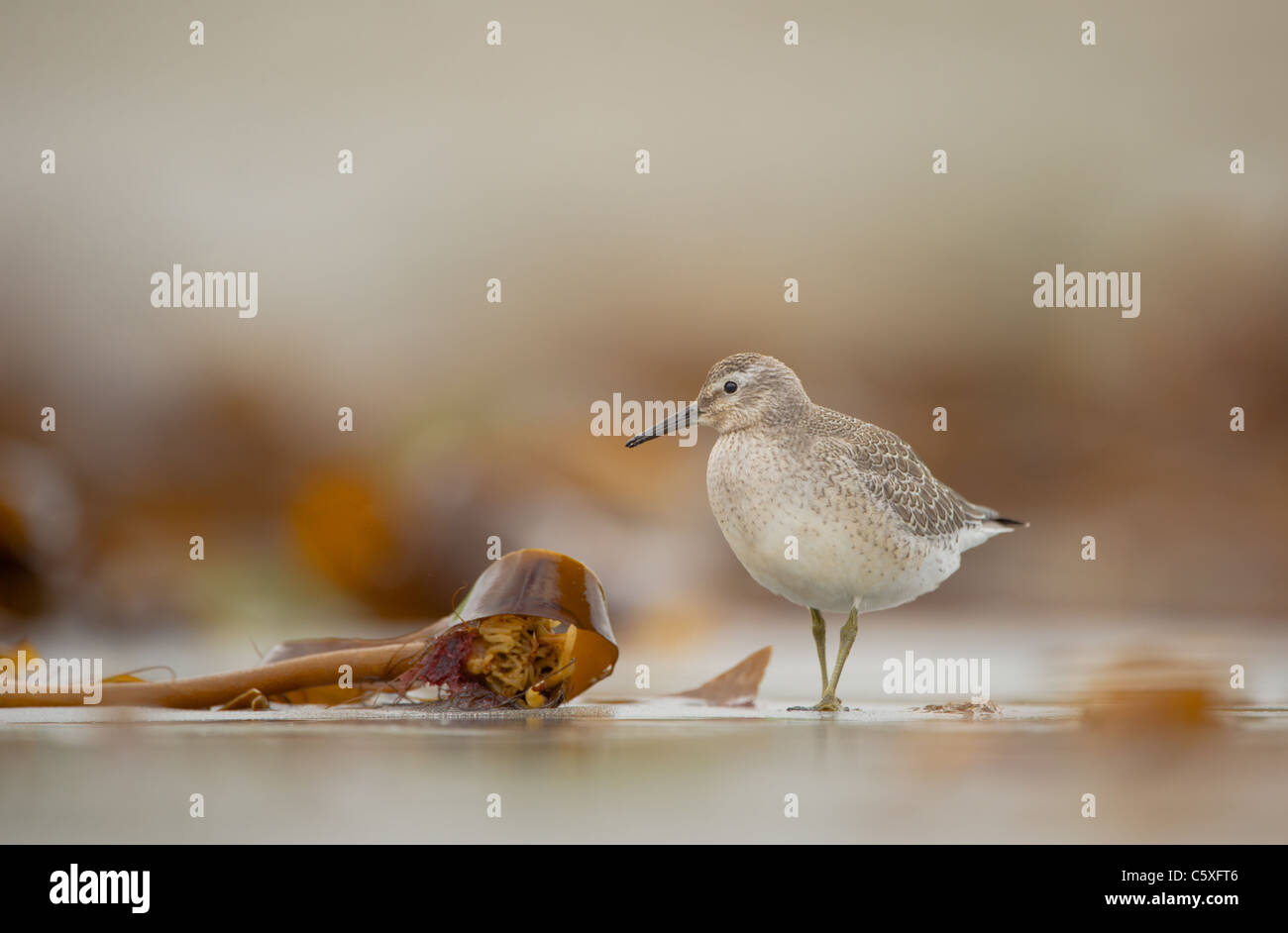 Knoten Sie Calidris Canutus Erwachsener Nahrungssuche unter Algen an einen einsamen Strand schottischen Shetland-Inseln, Schottland, UK Stockfoto