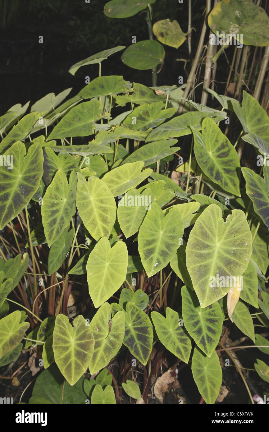 Syngonium Podophyllum Butterfly House, Wildlife & Falknerei Tropenhaus, North Anston, South Yorkshire, England Stockfoto
