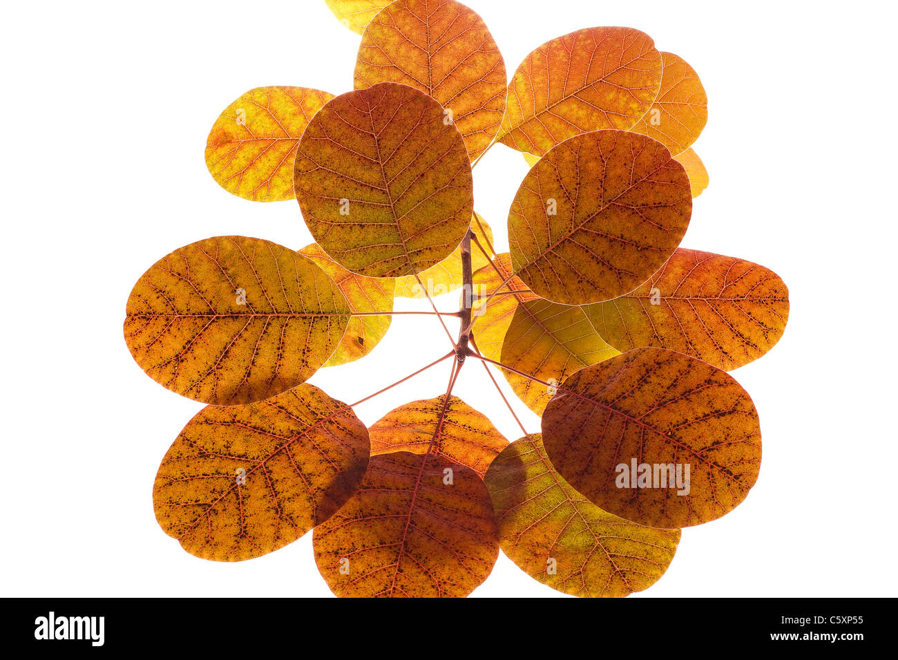 Herbstlaub Zusammensetzung auf weißem Hintergrund Stockfoto