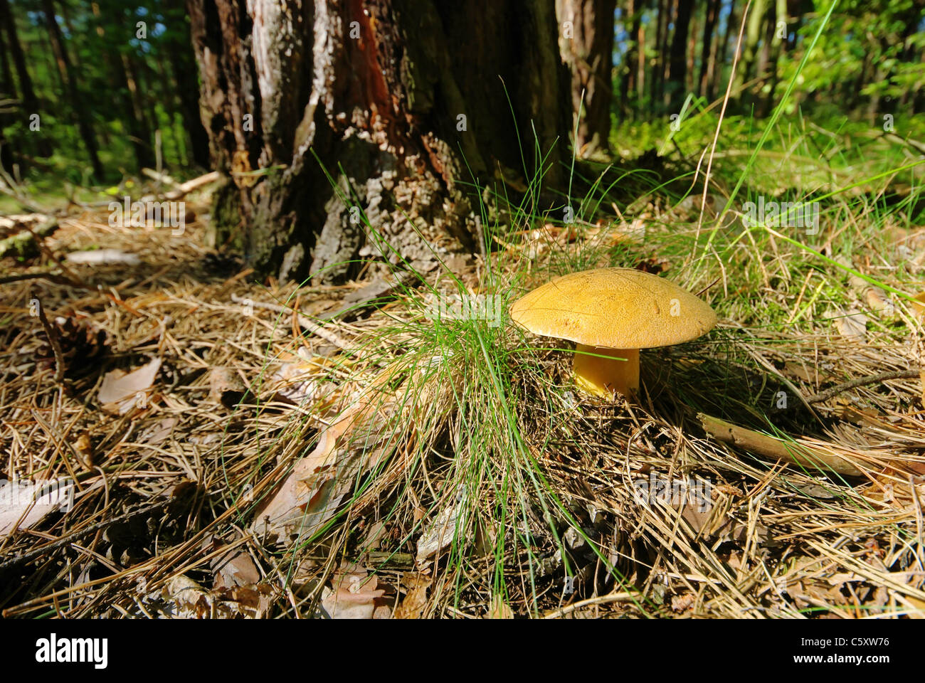 Kornblumenroehrling - Gyroporus Cyanescens 05 Stockfoto