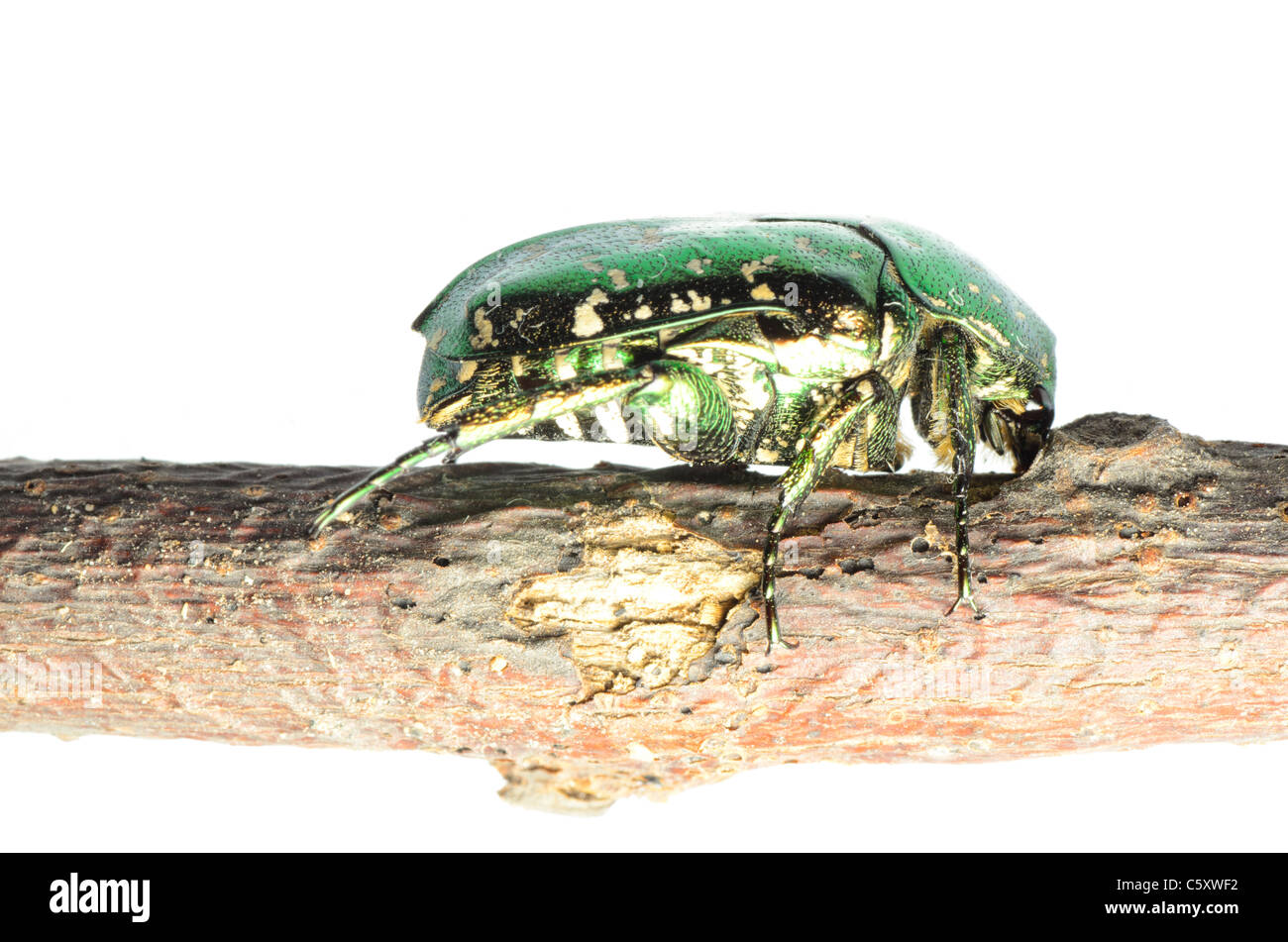 Blume Käfer Insekt Chafer Protaetia Elegans isoliert Stockfoto