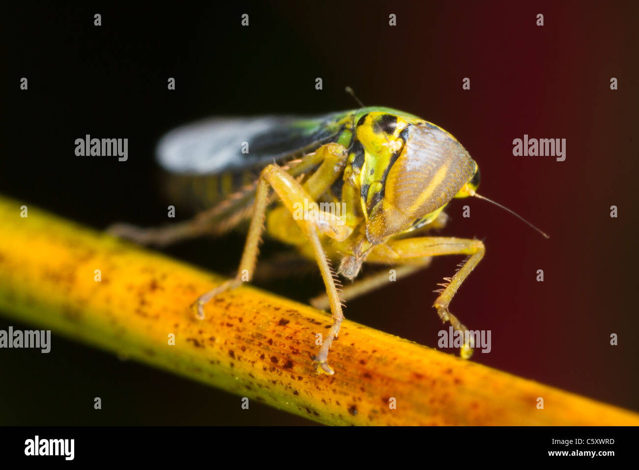 männliche Cicadella Viridis Leafhopper auf einem Pflanzenstängel Stockfoto