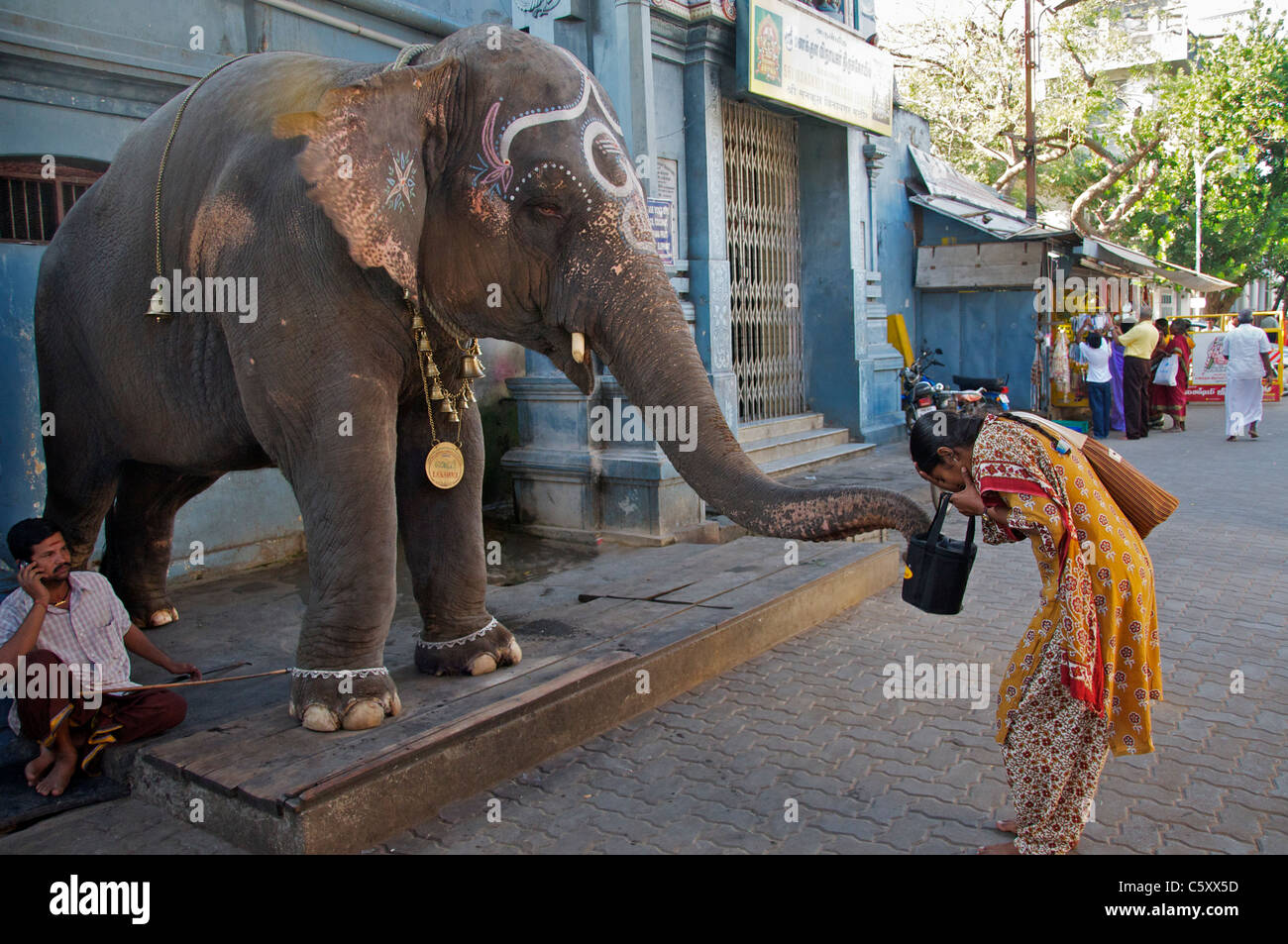 Frau ein Segen von Elefanten vor Tempel Pondicherry Tamil Nadu in Indien Stockfoto