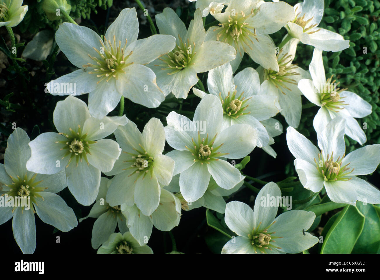 Clematis X cartmanii 'Joe' weiße Blume Blumen Pflanzen Garten