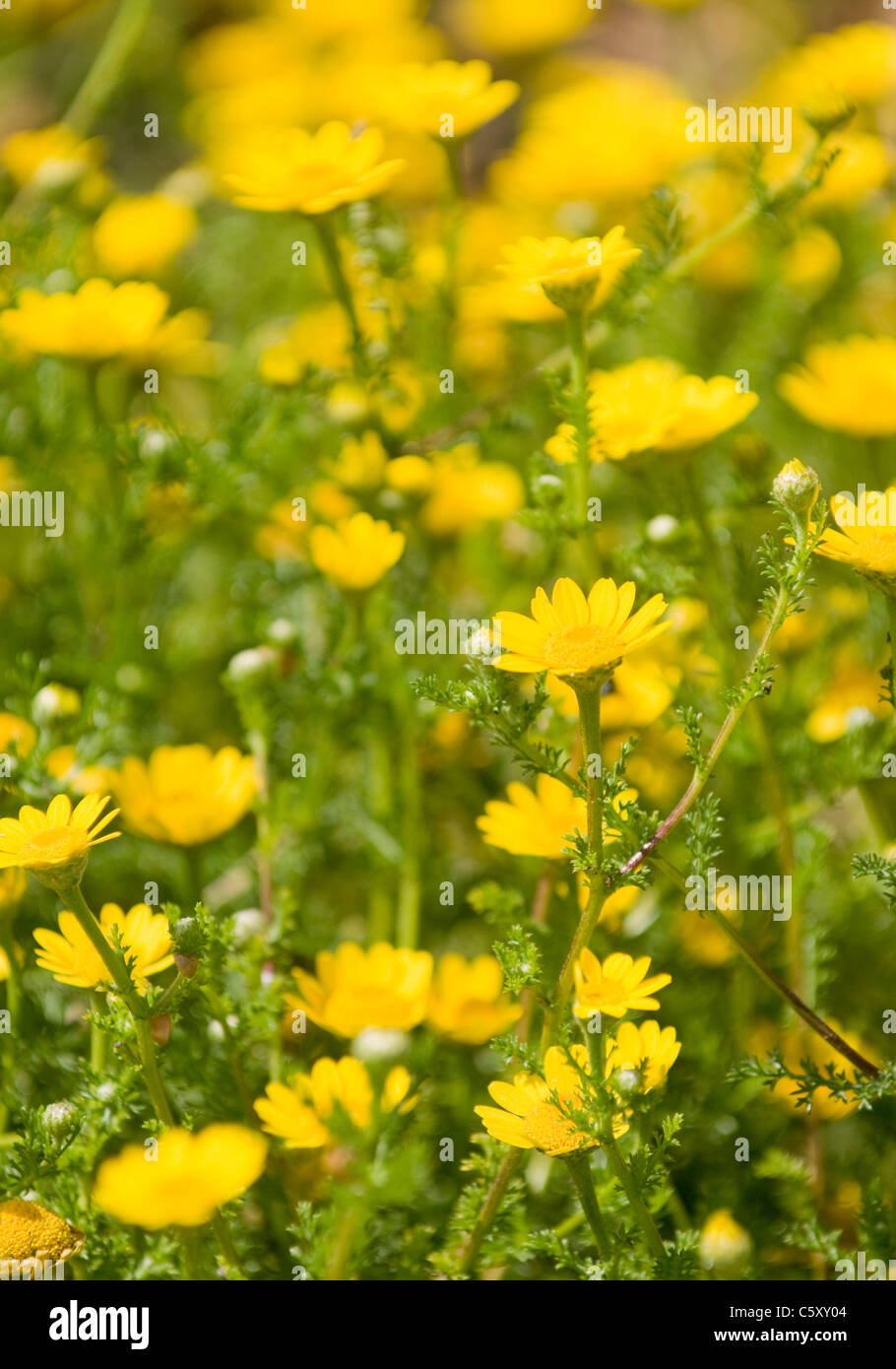 Farbige Blüten wachsen wild in der Algarve, Süd-Portugal Stockfoto