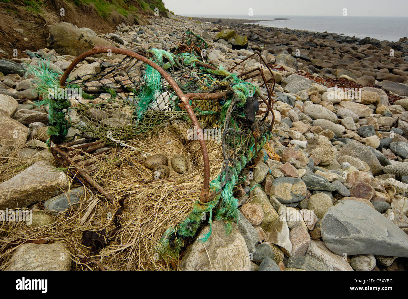 SILBERMÖWE Larus Argentatus das Nest der Silbermöwe in einem ausrangierten Hummer Topf Saltee Inseln, Republik Irland Stockfoto