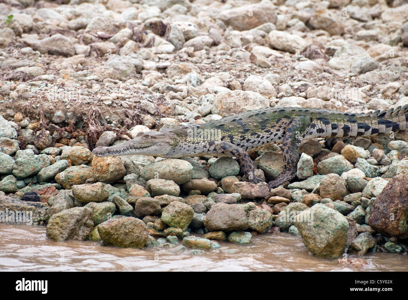 Krokodil kroch ins Wasser in Panama Stockfoto