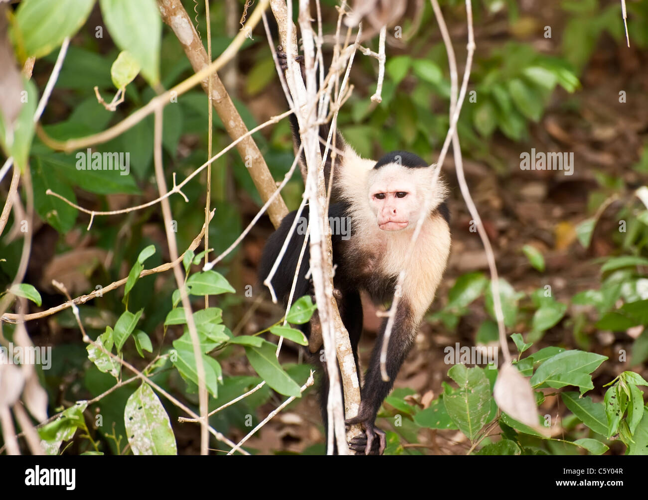 Junge Affen im Dschungel Stockfoto