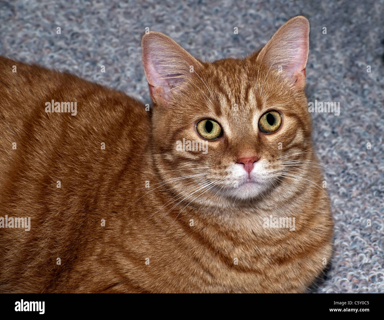 Süße Erwachsene Katze Studioportrait Stockfoto