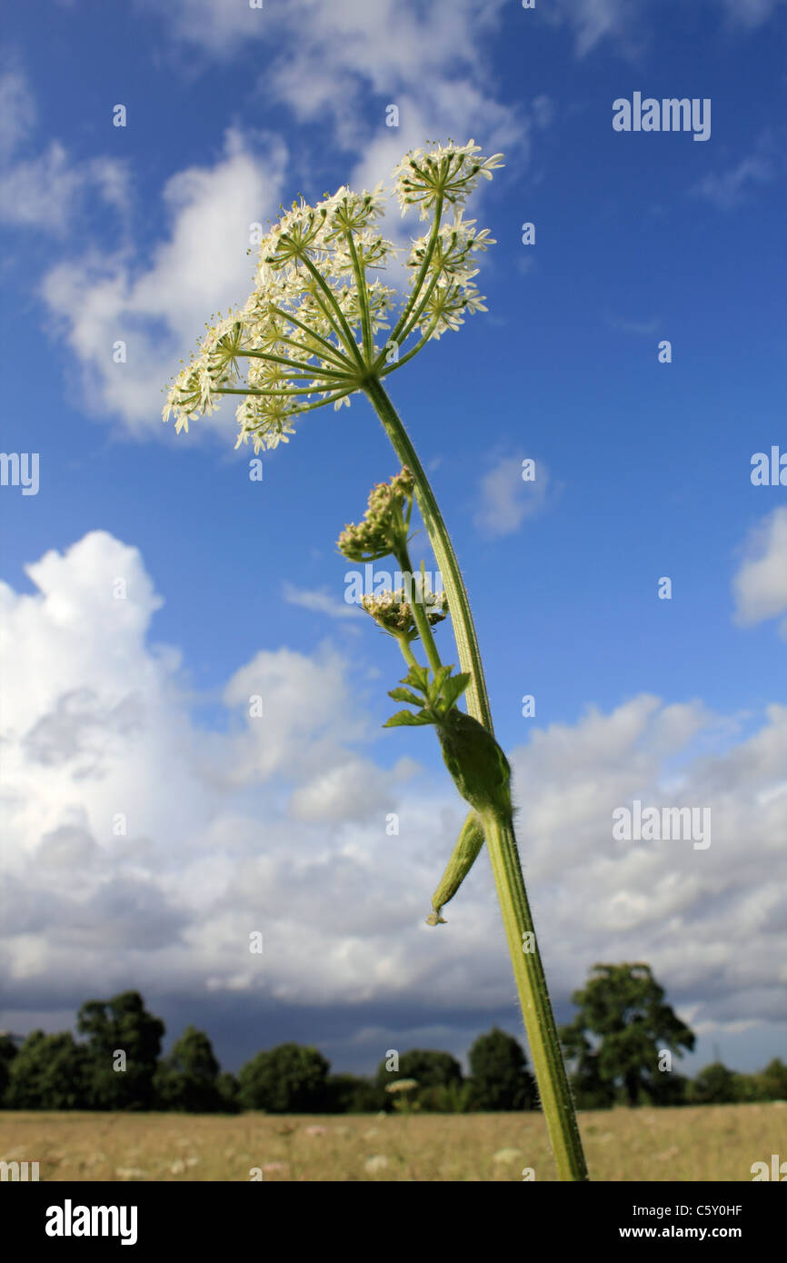 Sommer-Szene im lokalen Naturreservat, Tolworth Court Farm Surrey England UK Stockfoto