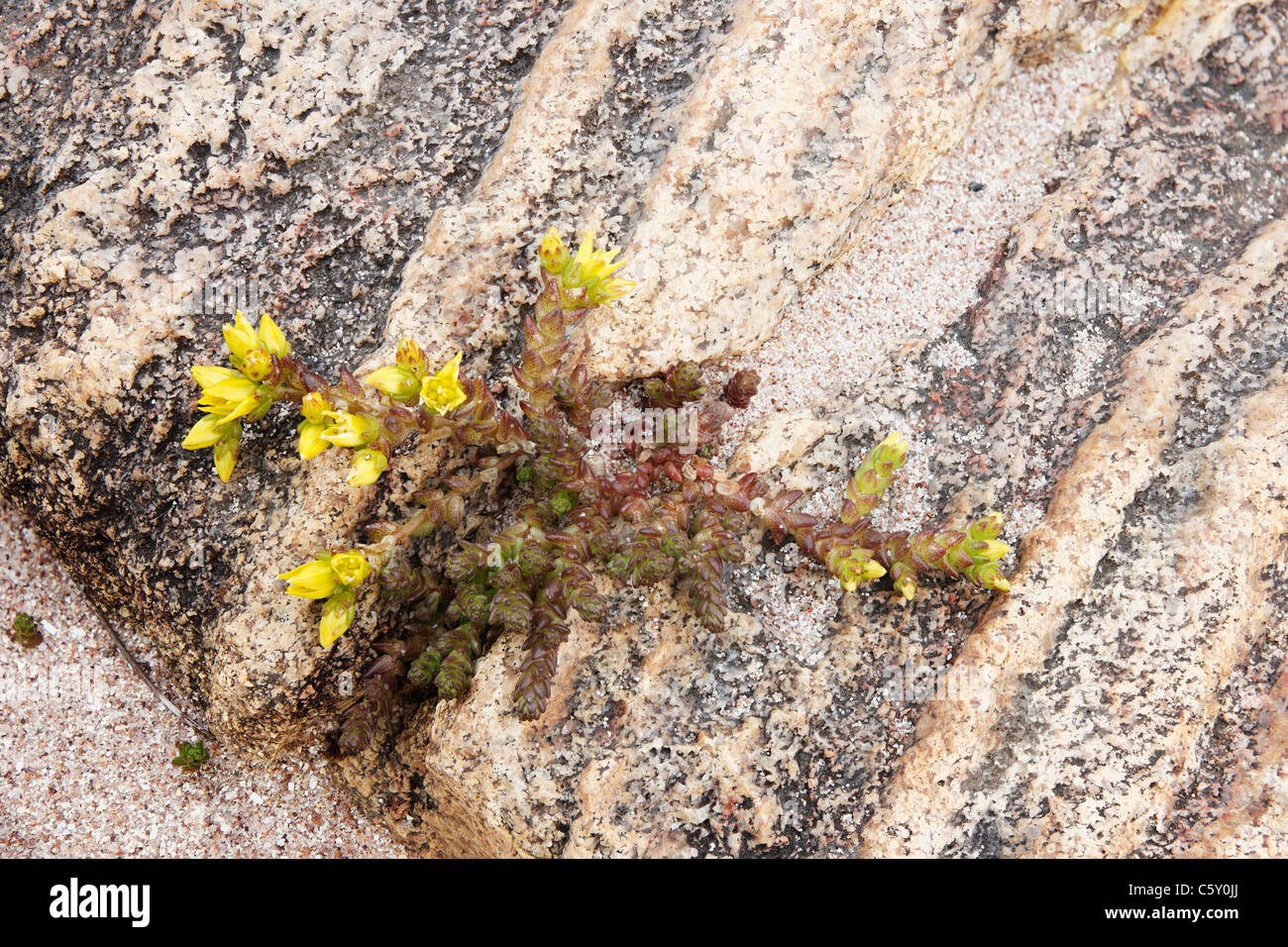 Beißende Mauerpfeffer (Sedum Acre) Stockfoto