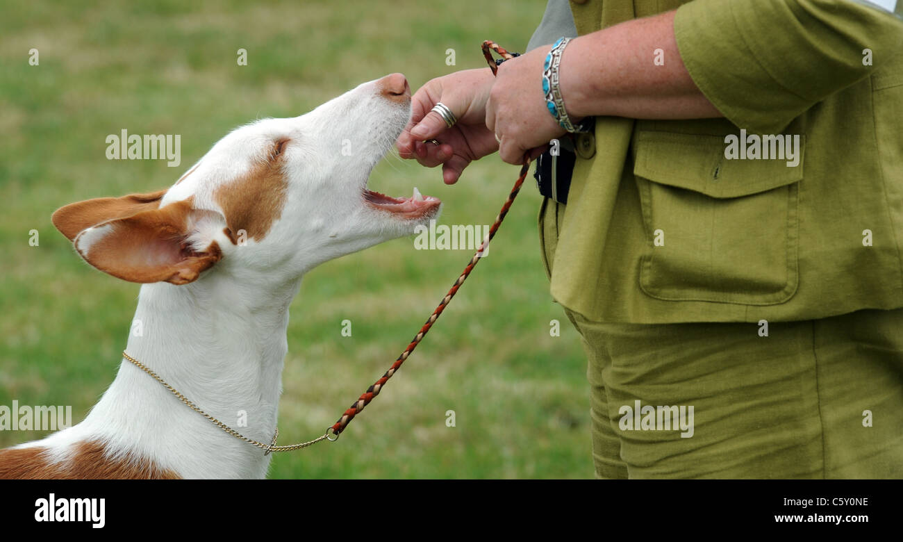 HUNDETRAINING AUF EINER HUNDEAUSSTELLUNG STAMMBAUM BEKOMMT EIN ESSEN LECKERLI VOM EIGENTÜMER, OFFENEM MUND MUND UK Stockfoto