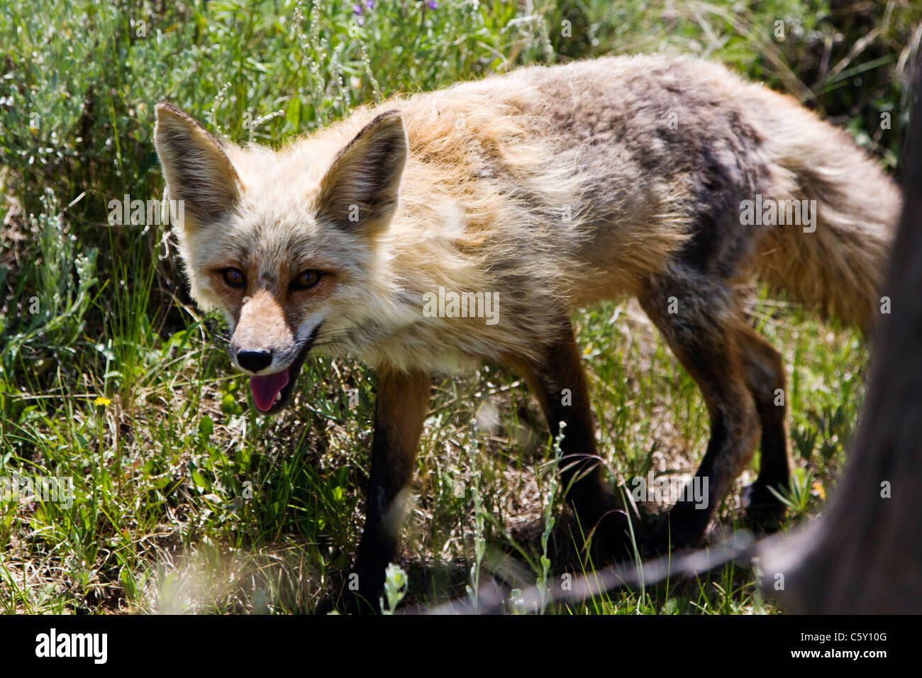 Red Fox am Cold Spring Ranch in der Nähe von Crested Butte, Colorado, USA Stockfoto