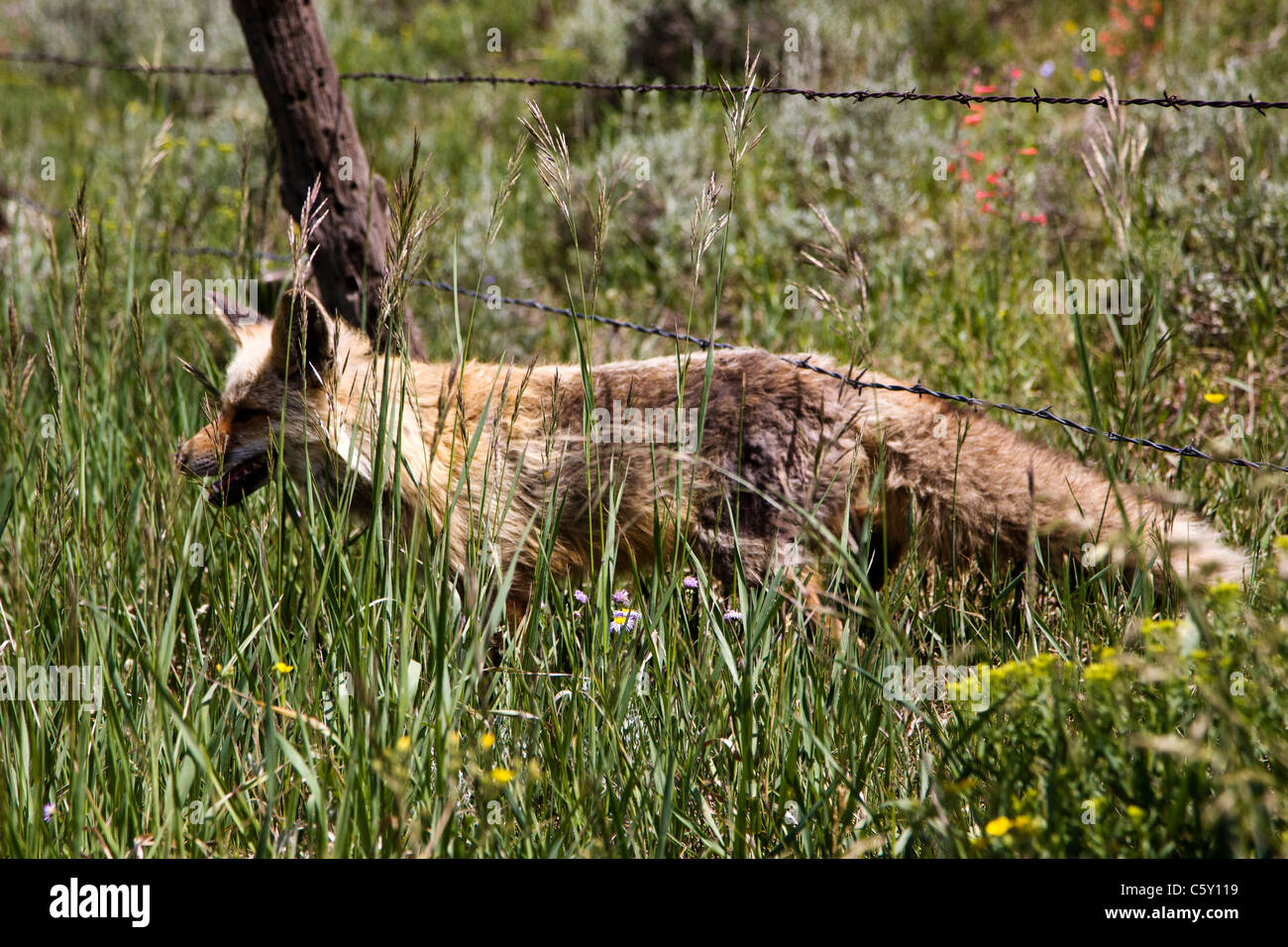 Red Fox am Cold Spring Ranch in der Nähe von Crested Butte, Colorado, USA Stockfoto