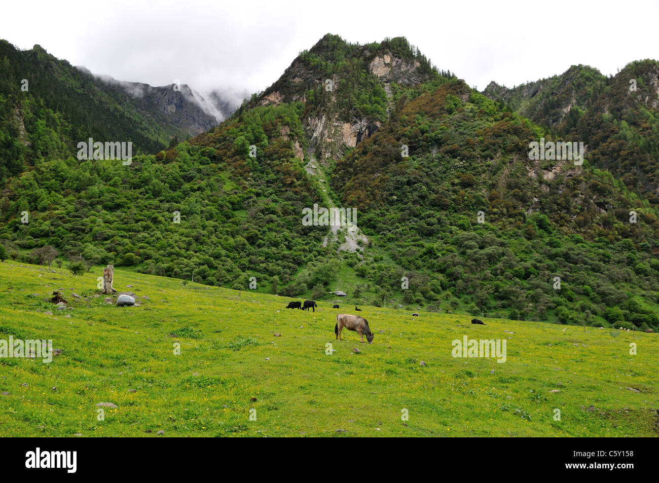 Pferde auf grünen Weiden grasen. Siguniang Shan Nature Reserve, Sichuan, China. Stockfoto