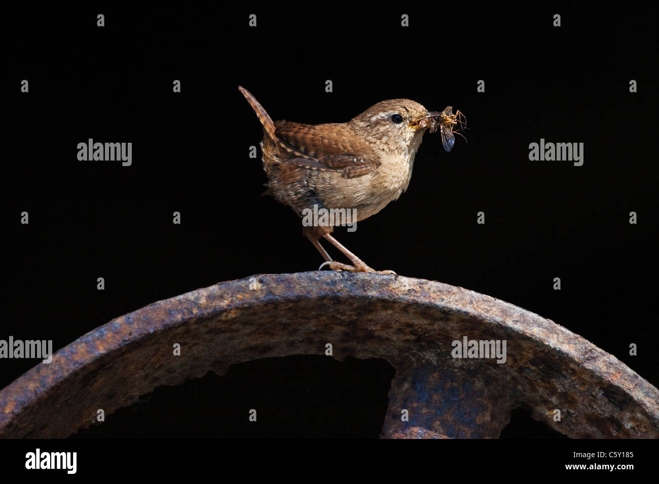 Wren auf Metall Rad mit Insekt. Stockfoto