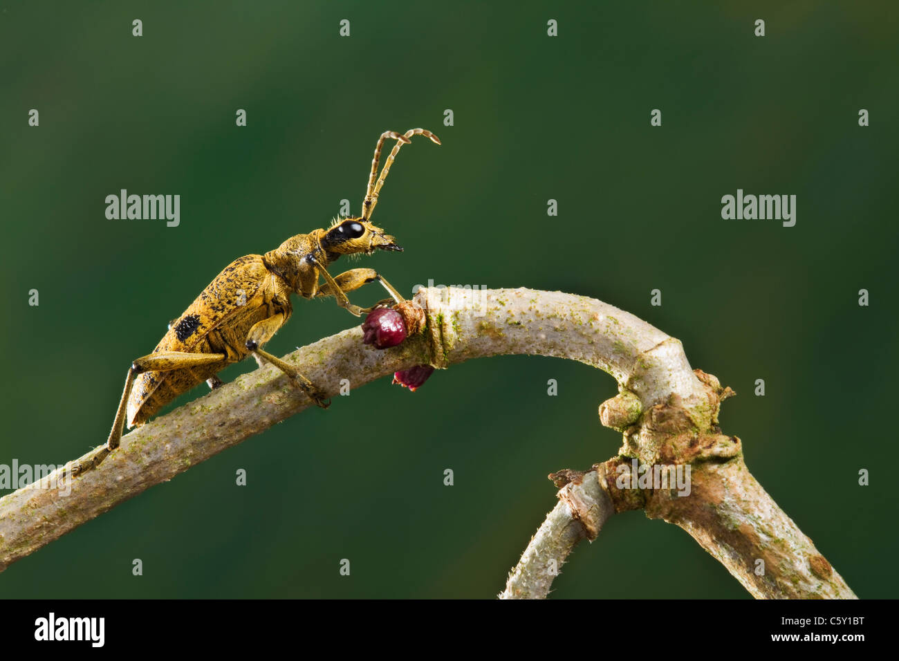 Lang-gehörnter Käfer Rhagium mordax Stockfoto