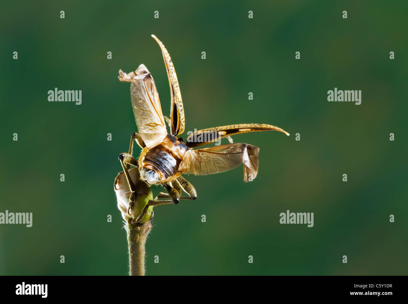 Lang-gehörnter Käfer Rhagium mordax Stockfoto