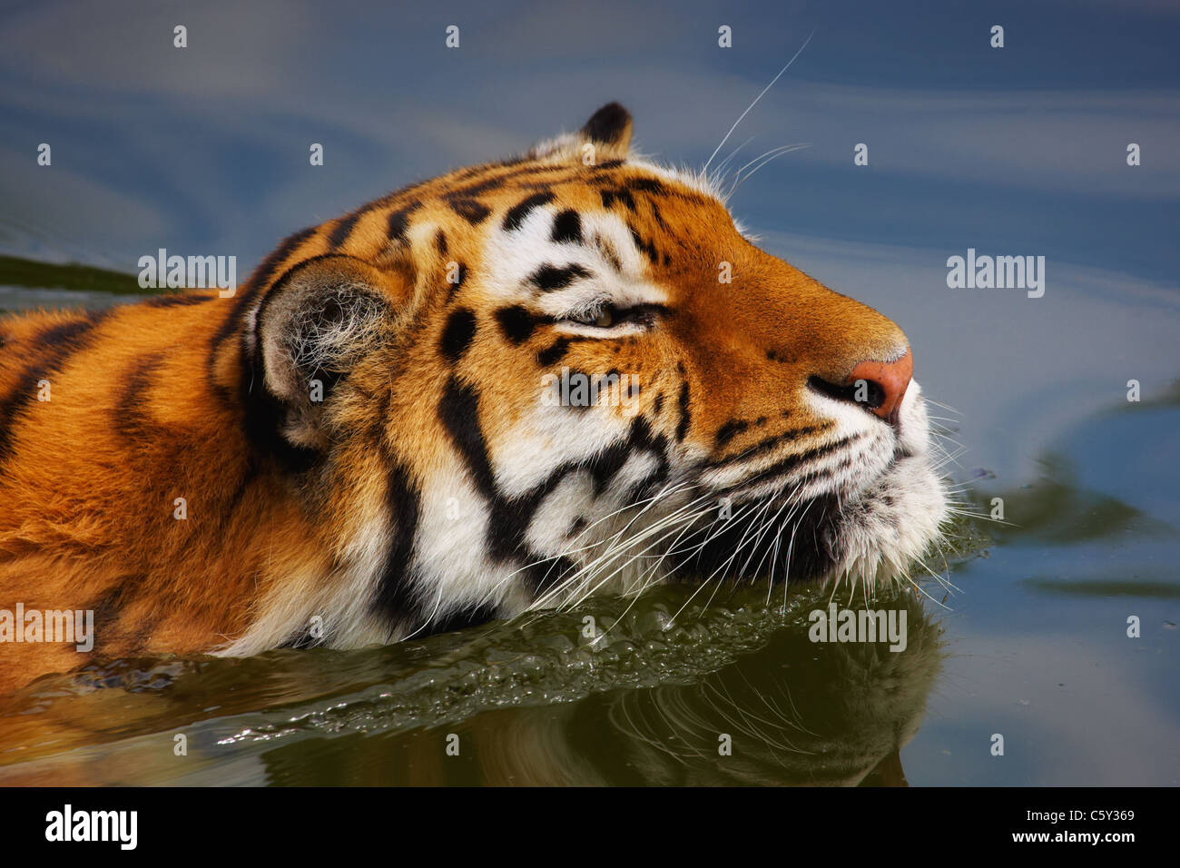 Closeup Portrait ein Schwimmen sibirischer tiger Stockfoto
