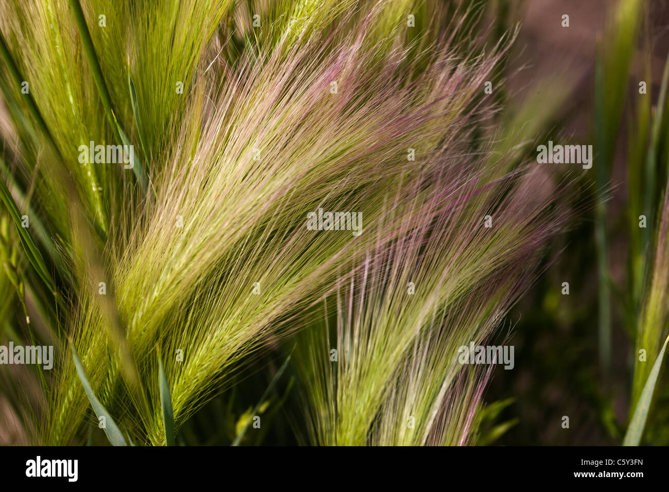 Hordeum Jubatum (Foxtail Gerste) ist eine Pflanzenart Stauden in der Familie der Gräser Poaceae; Crested Butte, Colorado, USA Stockfoto