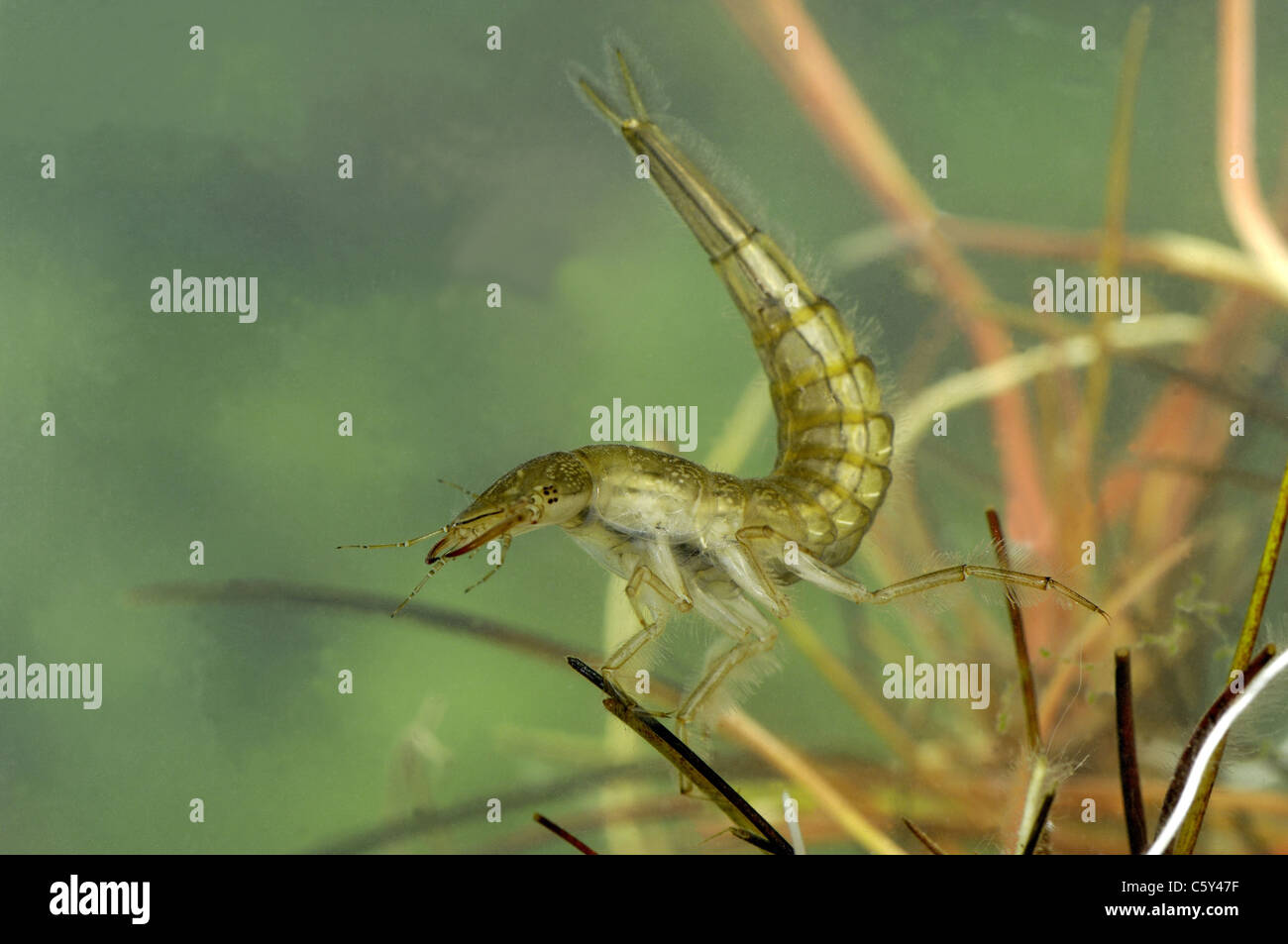 Dytiscus marginalis larva Fotos und Bildmaterial in hoher Auflösung