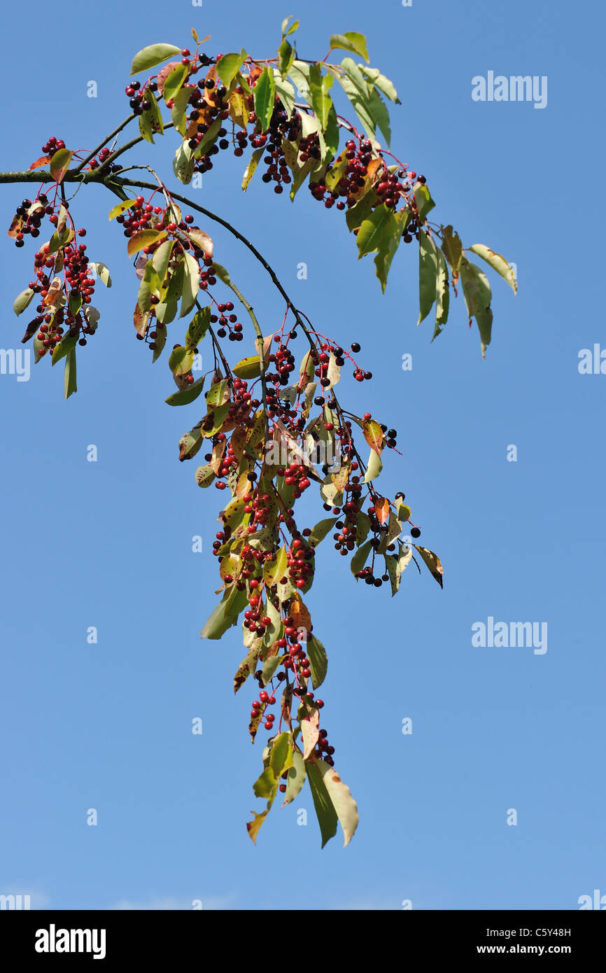 Black Cherry - schwarze Wildkirsche (Prunus Serotina) Obst - Steinfrüchte im Sommer Stockfoto