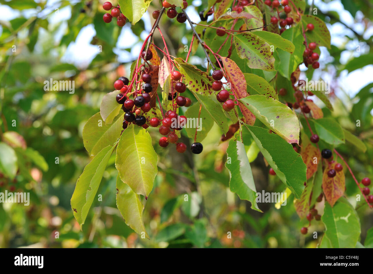 Black Cherry - schwarze Wildkirsche (Prunus Serotina) Obst - Steinfrüchte im Sommer Stockfoto