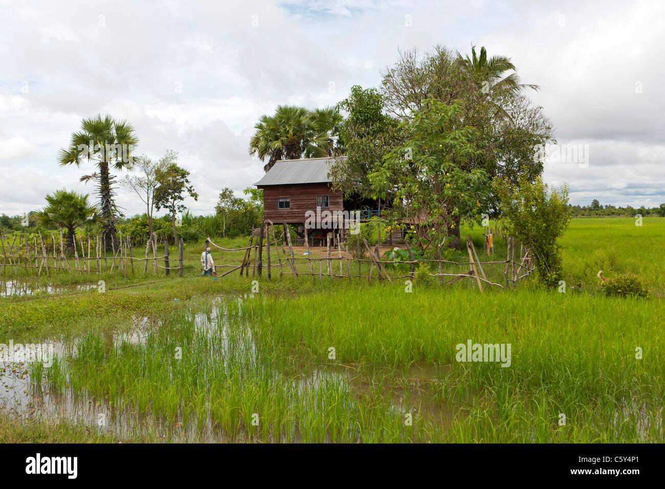 Holzhütte in einem Reisfeld unter Palmen, in der Nähe von Siem Reap, Kambodscha, Asien Stockfoto