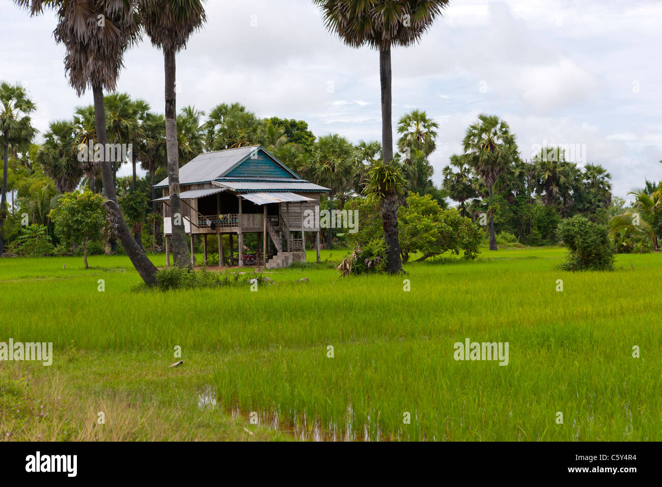 Holzhütte in einem Reisfeld unter Palmen, in der Nähe von Siem Reap, Kambodscha, Asien Stockfoto