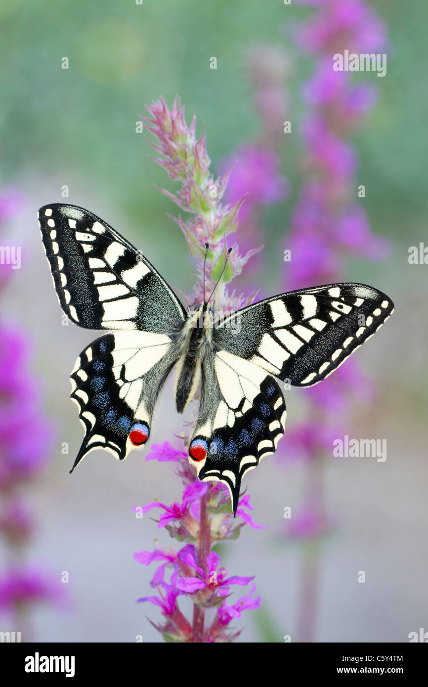 Schwalbenschwanz Schmetterling; Papilio Machaon; gefangen auf Blutweiderich; UK Stockfoto