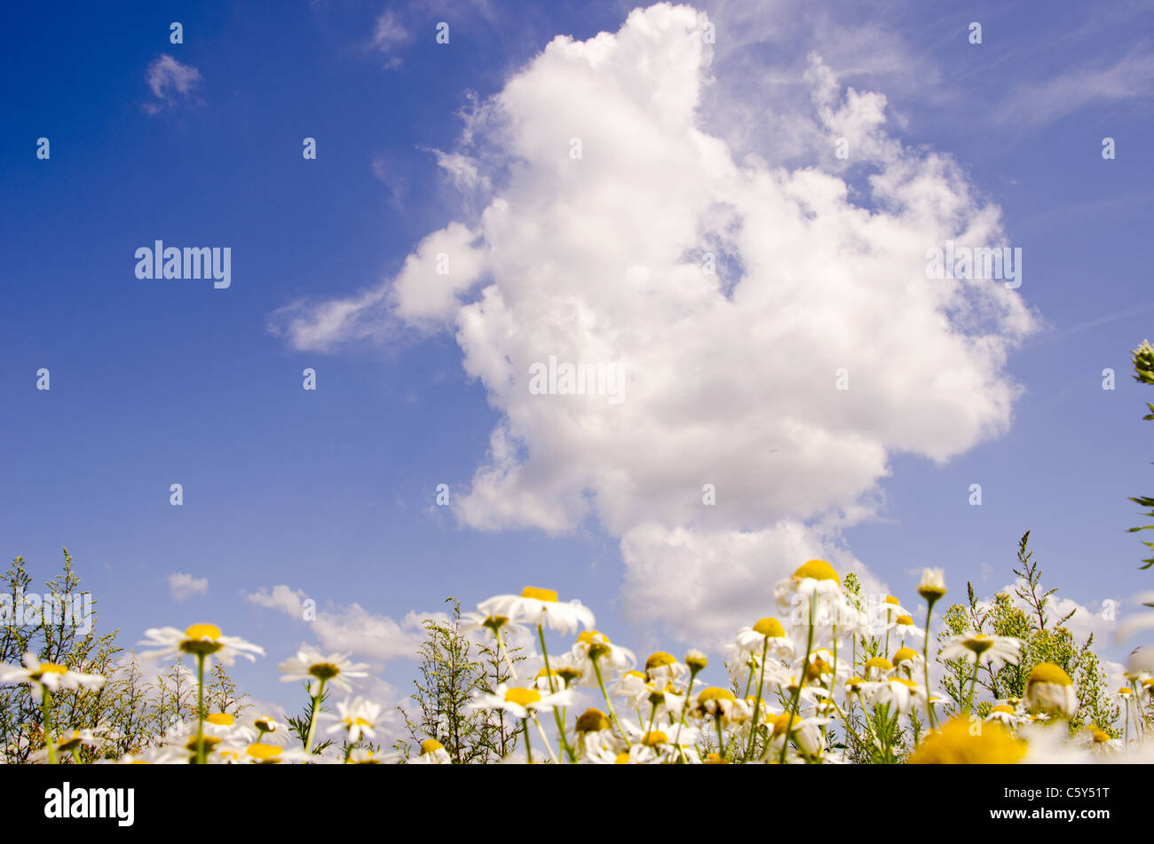 Einige Gänseblümchen vor blauem Himmel mit Wolken. Stockfoto