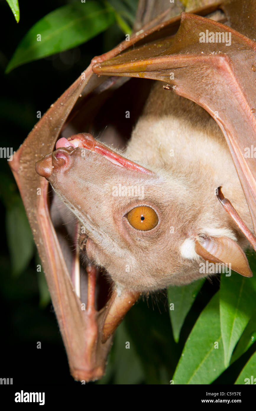 Weibliche Hämmerkopf-Fruchtfledermaus (Hypsignathus monstrosus) brüllt im Regenwald, Orientalische Provinz, Demokratische Republik Kongo Stockfoto