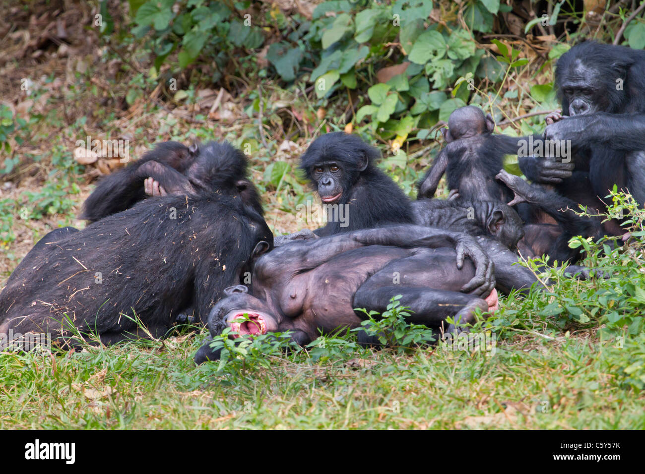 Eine Familie von Bonobo (Pan paniscus), Demokratische Republik Kongo. Stockfoto
