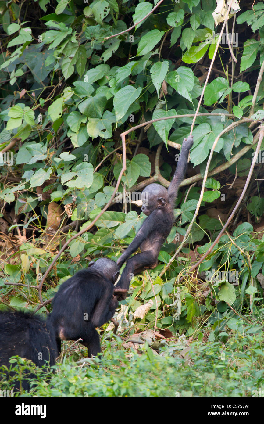 Ein Baby-Bonobo (Pan paniscus) schwingt auf Liana, während ein älterer Bruder versucht, ihn zurückzuziehen, Demokratische Republik Kongo Stockfoto