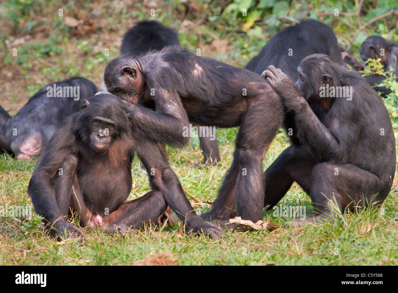 Bonobo (Pan paniscus) zu tun pflegen, D.R. Kongo. Stockfoto