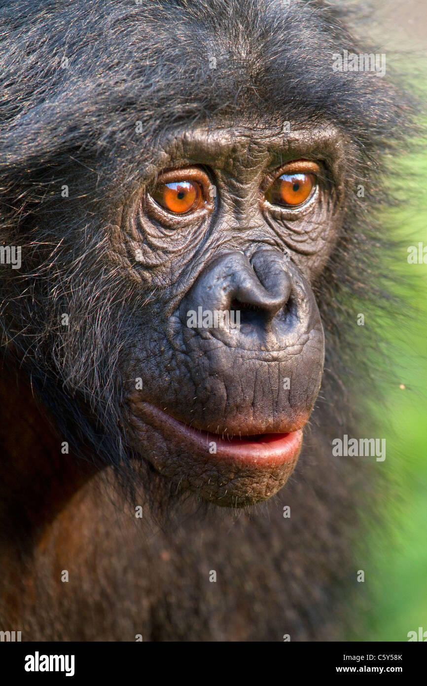 Bonobo (Pan paniscus) Porträt, D.R. Kongo. Stockfoto