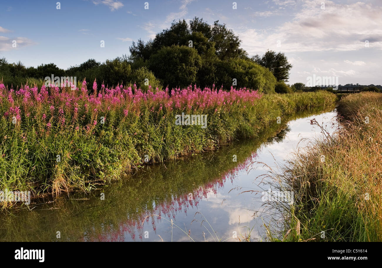 Rose Bay Willow Herb reflektierten das Abendlicht in Costa Beck Pickering Stockfoto