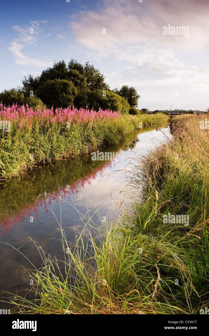 Rose Bay Willow Herb reflektierten das Abendlicht in Costa Beck Pickering Stockfoto