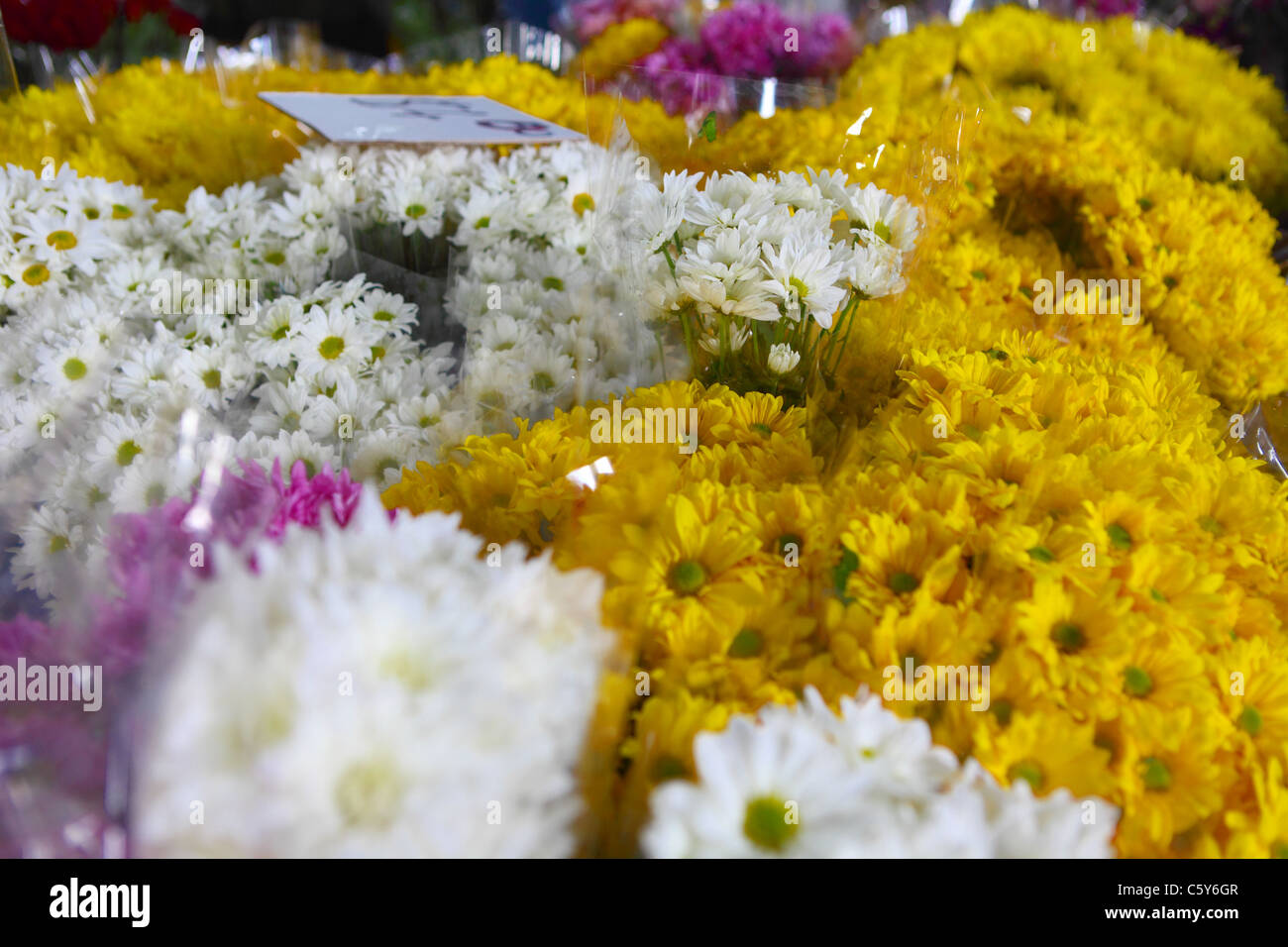 Blumen in Paddys Markt Sydney Australien Stockfoto