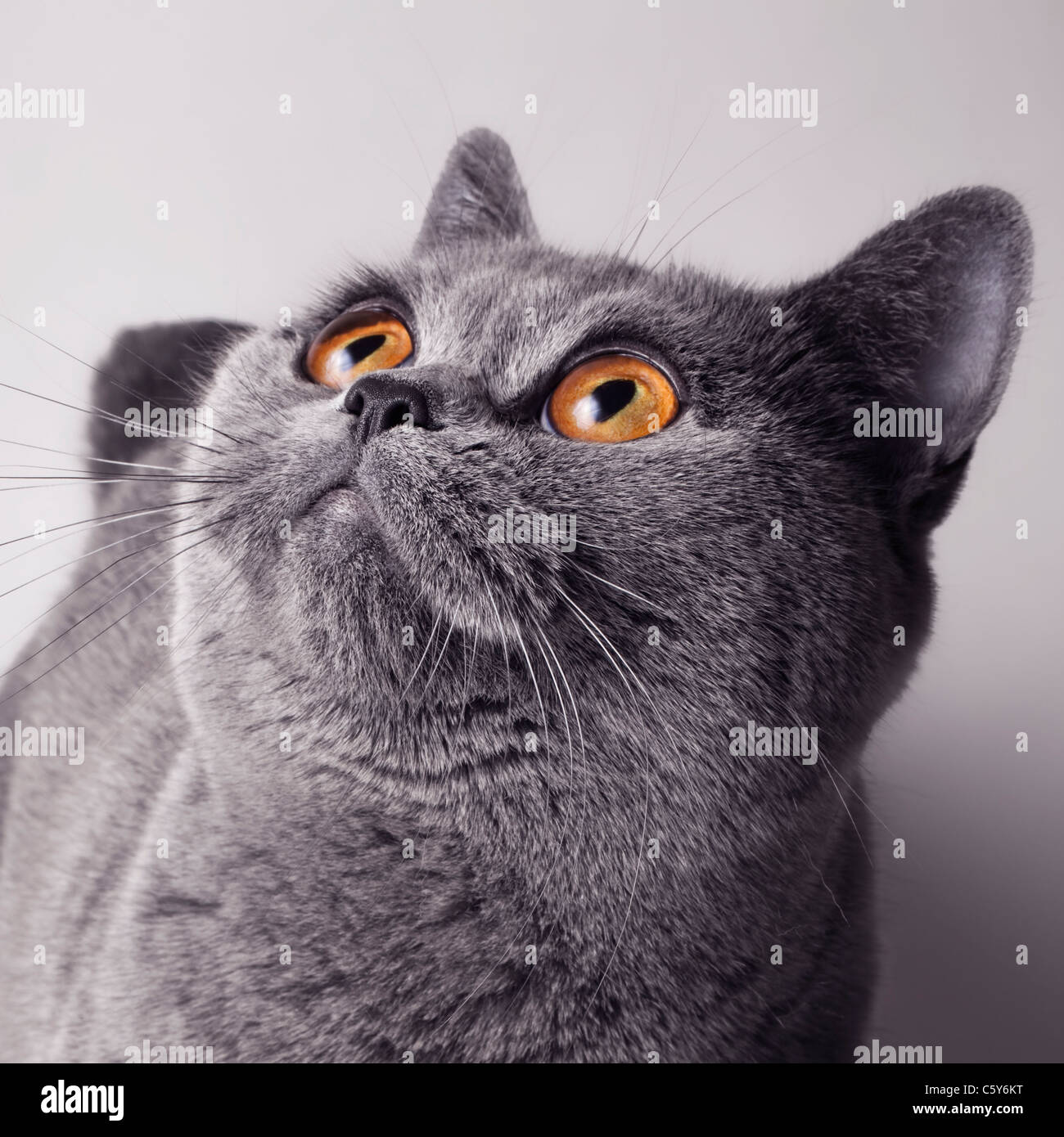 quadratische Porträt einer jungen grauen britische Katze mit gelben Augen Stockfoto