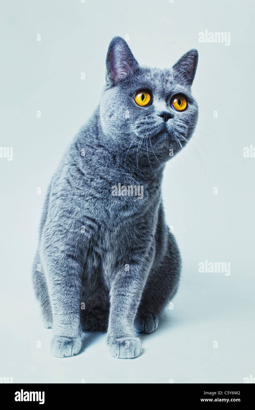Porträt von schöne junge kurzhaarige britische graue Katze mit gelben Augen auf einem hellen Hintergrund Stockfoto