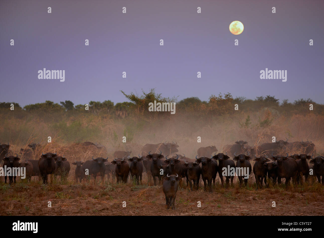 A gehört der afrikanische Büffel (Syncerus Caffer) in Dinder Nationalpark Nord-Sudan, Afrika Stockfoto