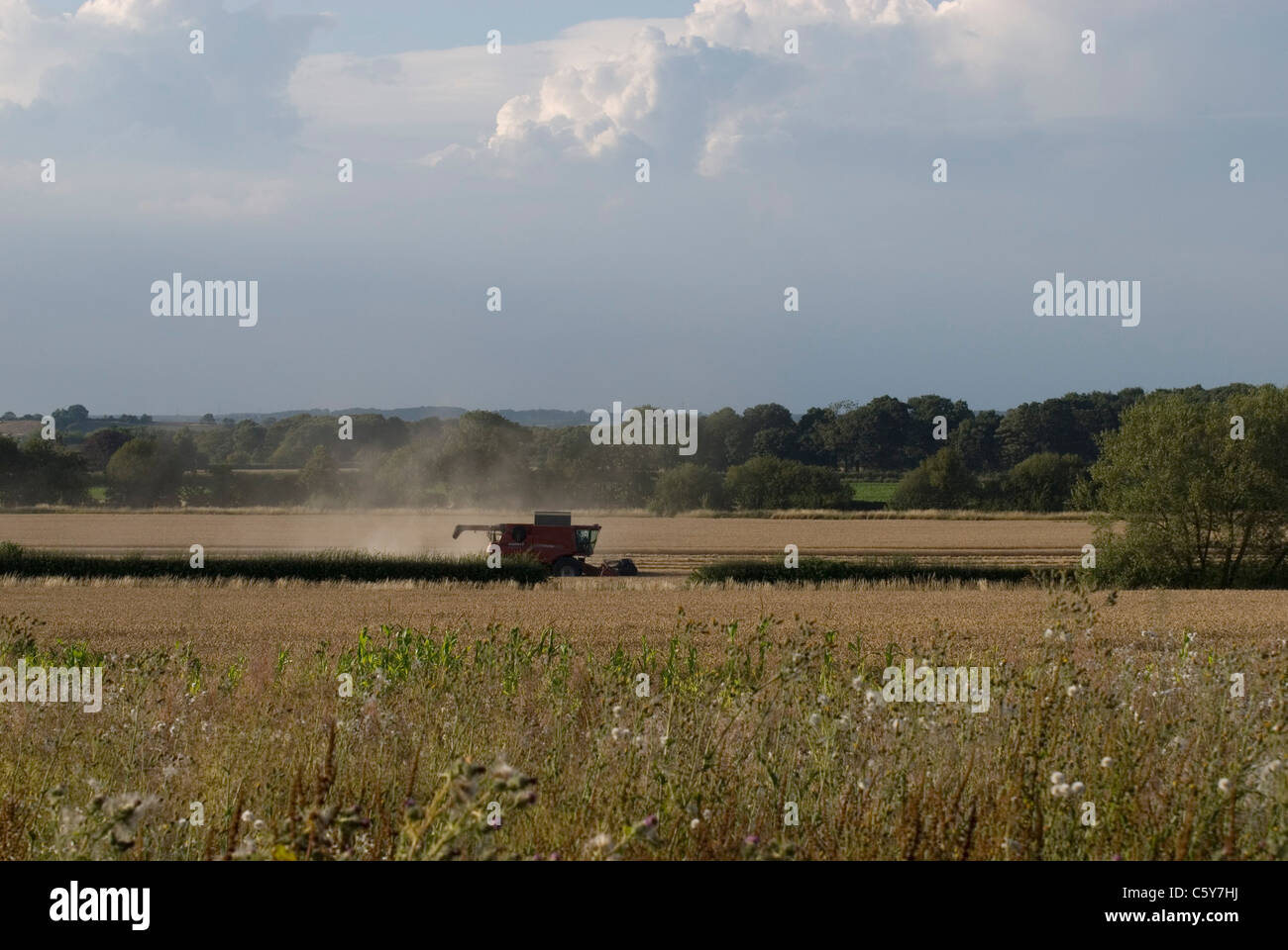 Mähdrescher in Maisfeldern von England Stockfoto